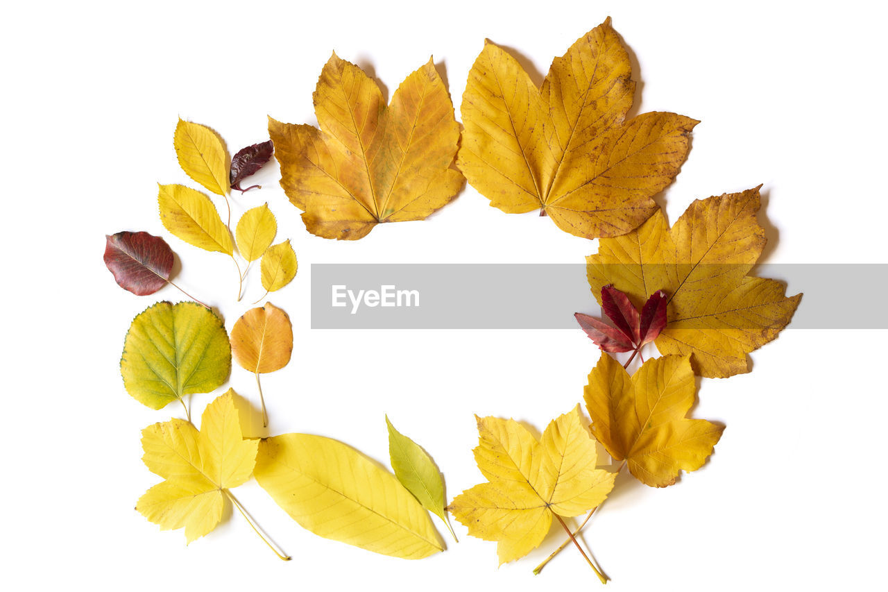 CLOSE-UP OF YELLOW MAPLE LEAVES ON WHITE BACKGROUND