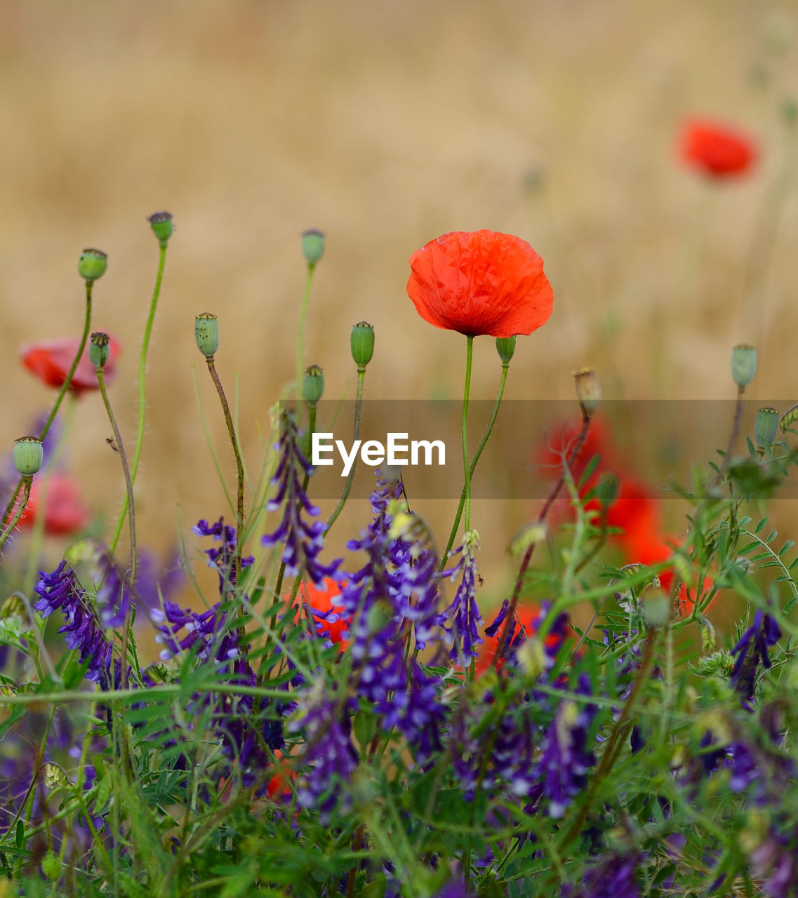 CLOSE-UP OF RED POPPY FLOWERS IN FIELD