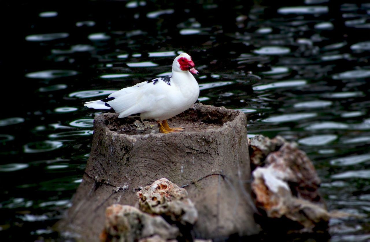 WHITE BIRD PERCHING ON WOODEN POST