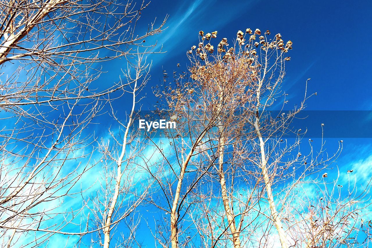 LOW ANGLE VIEW OF FLOWERING TREES AGAINST BLUE SKY