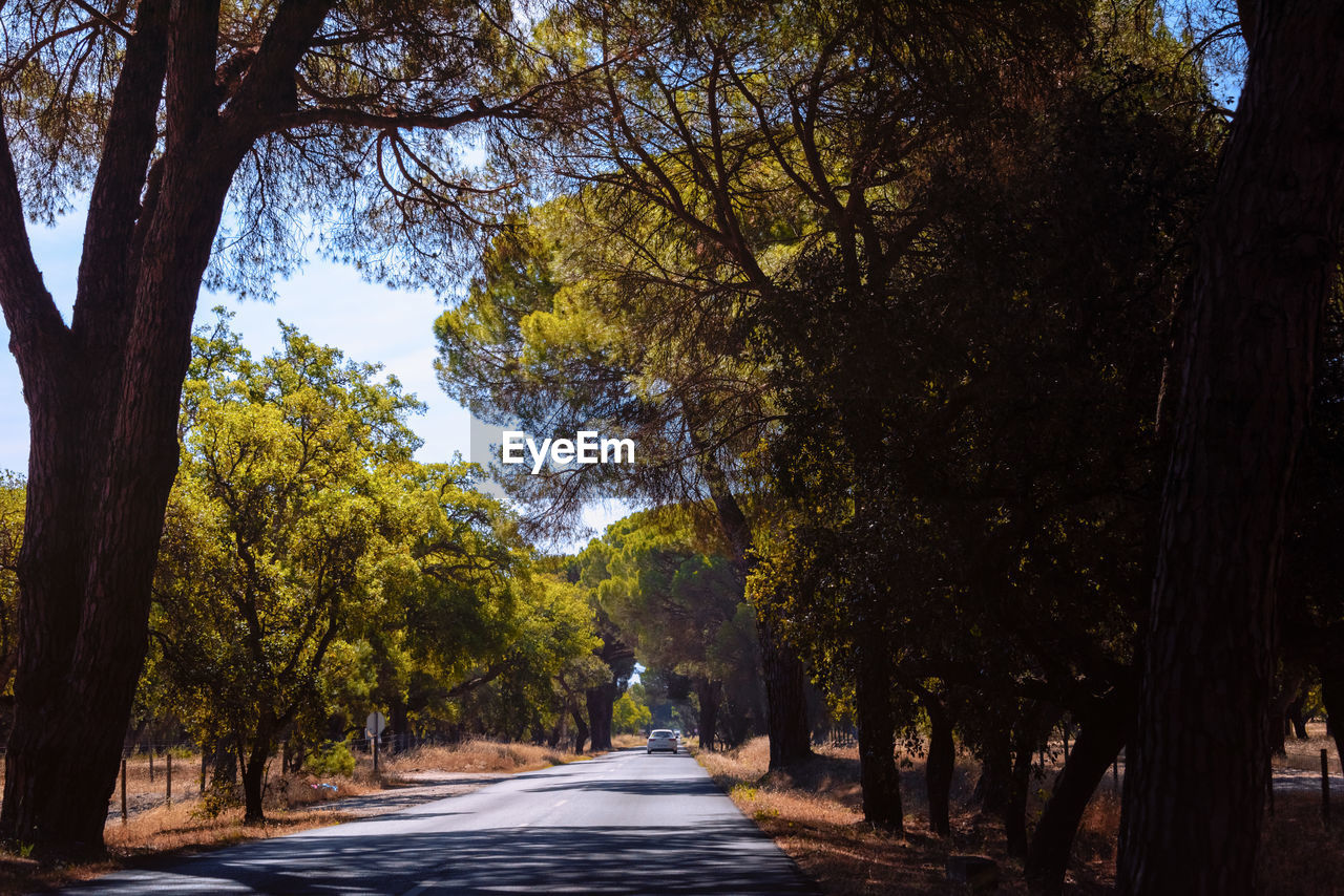 Road amidst trees in park during autumn