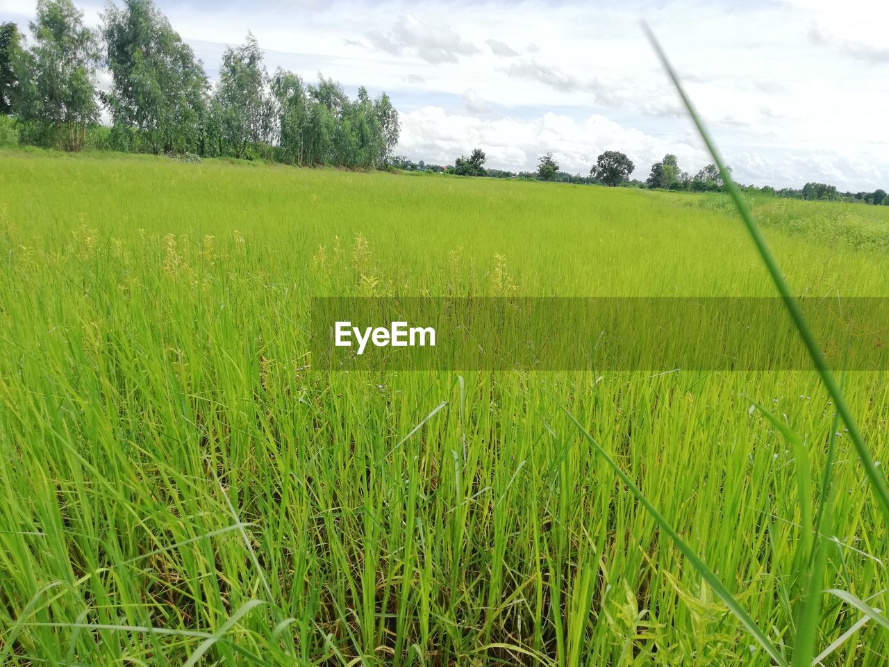 SCENIC VIEW OF FARM AGAINST SKY