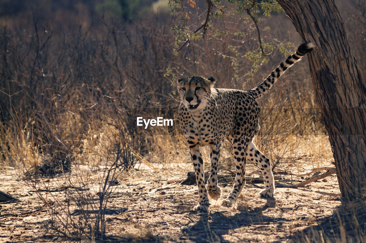 cheetah walking on field
