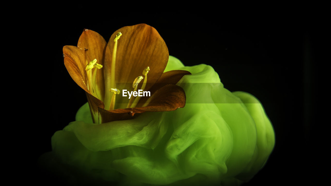 CLOSE-UP OF YELLOW FLOWER AGAINST BLACK BACKGROUND