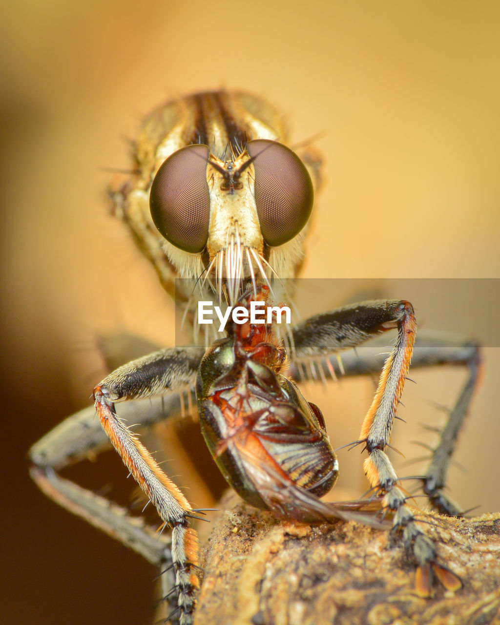 CLOSE-UP OF SPIDER ON A STEM