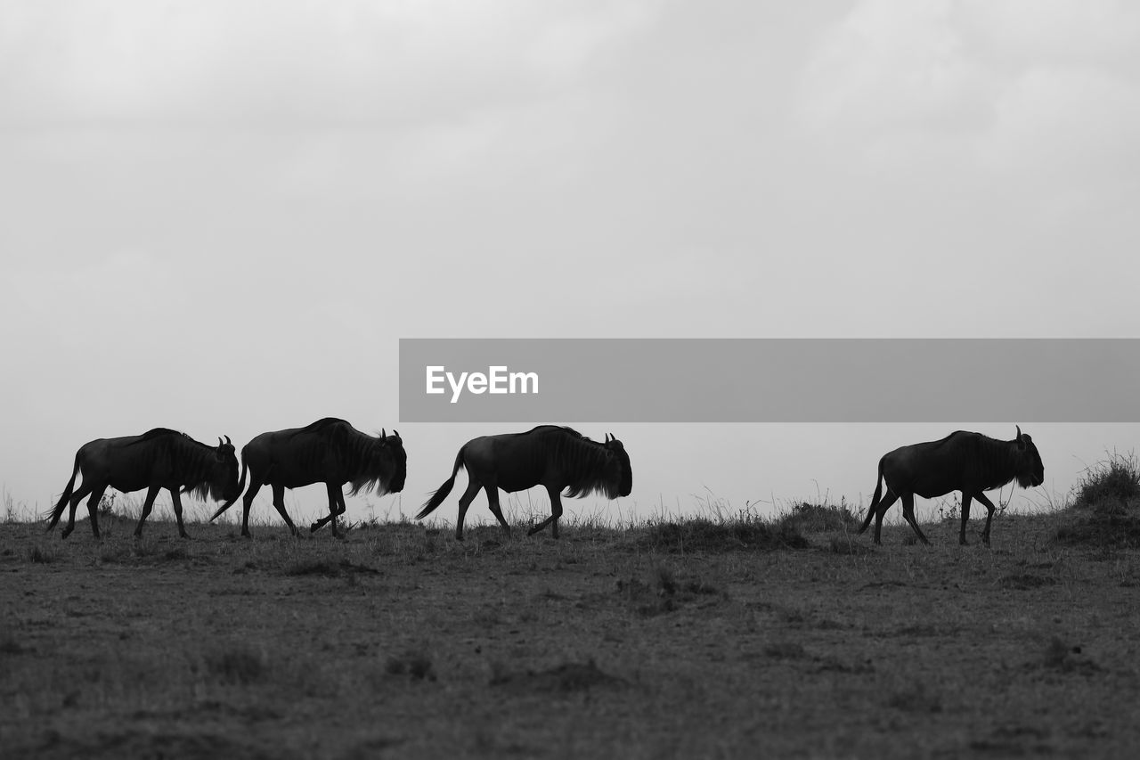 Wildebeests walking on grassy field against sky