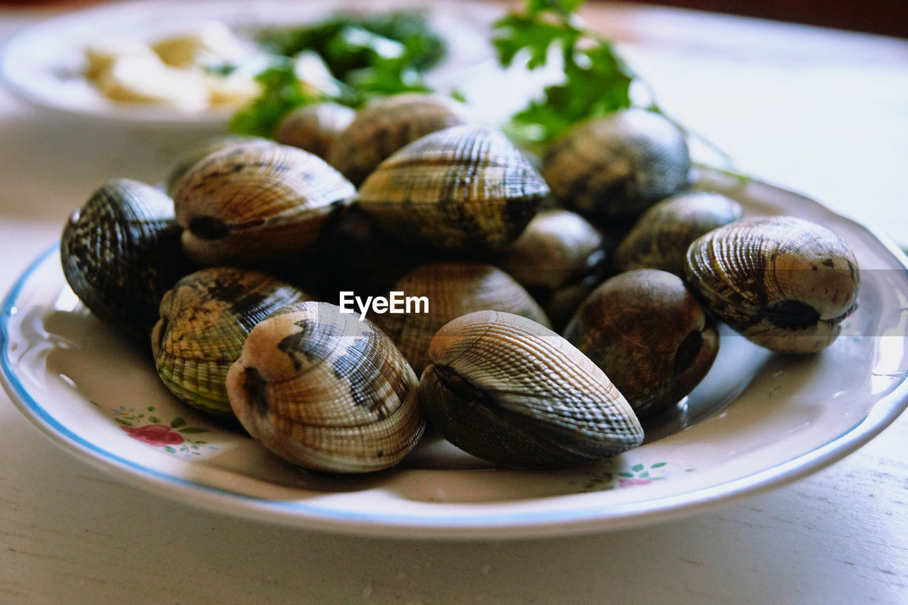 CLOSE-UP OF SNAILS ON TABLE