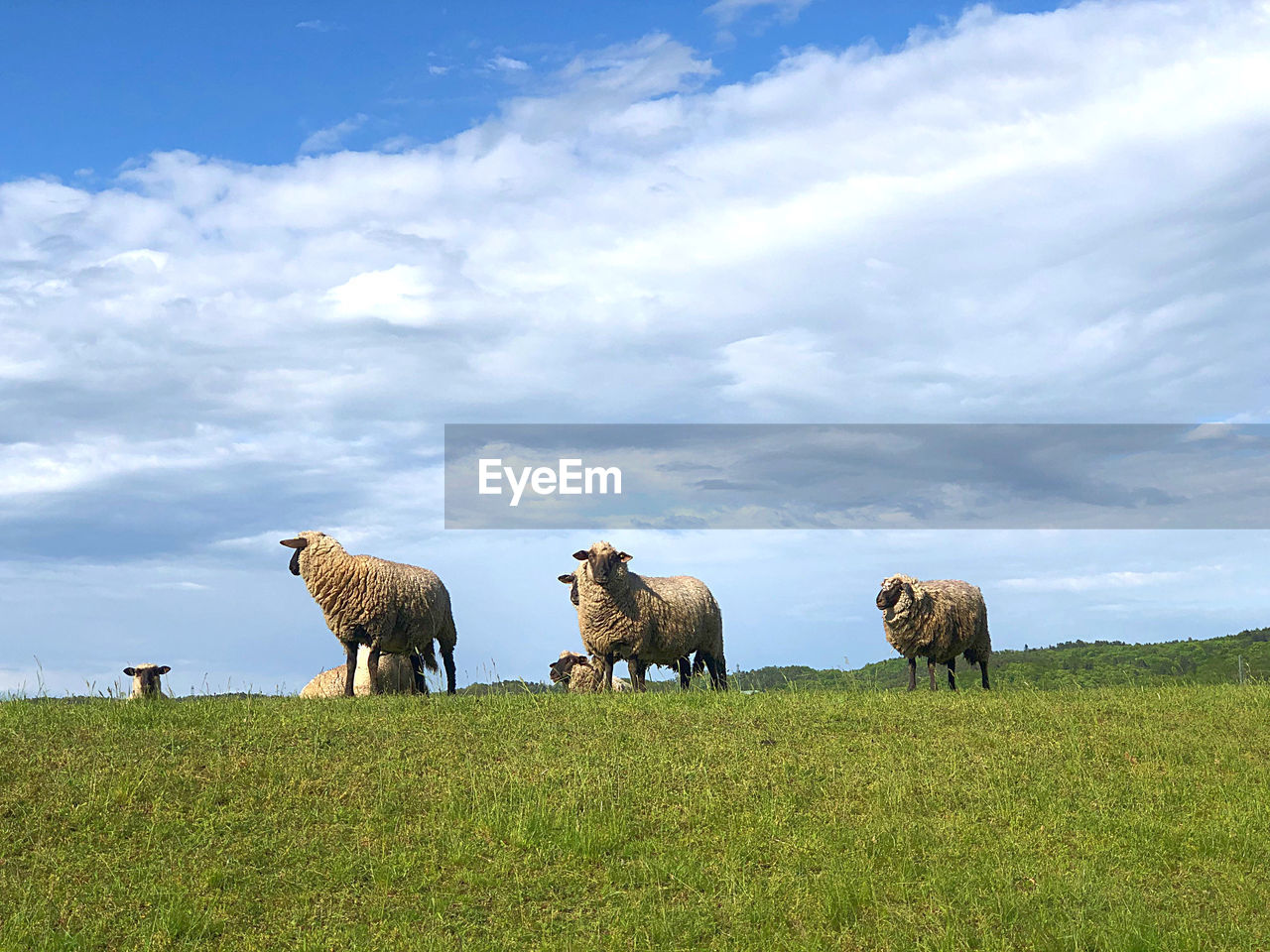 VIEW OF SHEEP ON FIELD