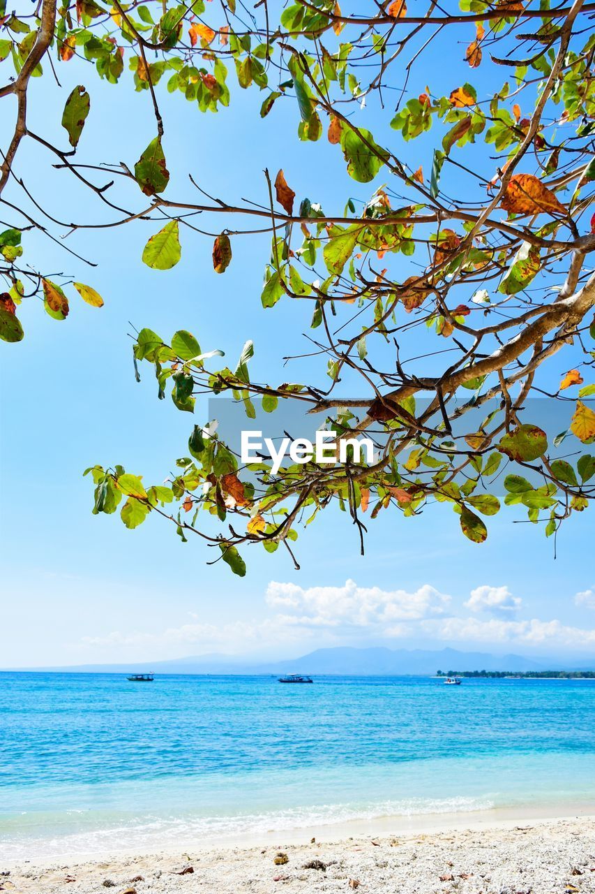 VIEW OF TREES ON BEACH