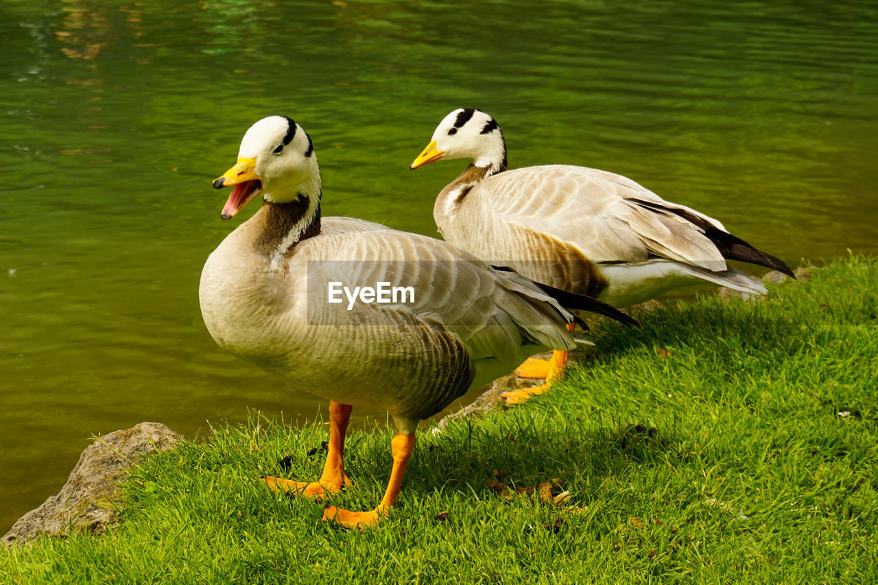 DUCKS ON LAKE