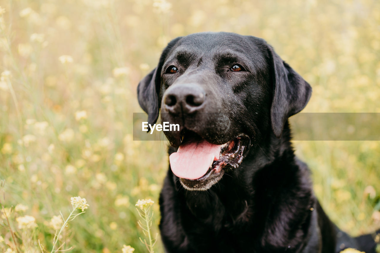 Happy black labrador dog outdoors in nature in yellow flowers meadow. sunny spring