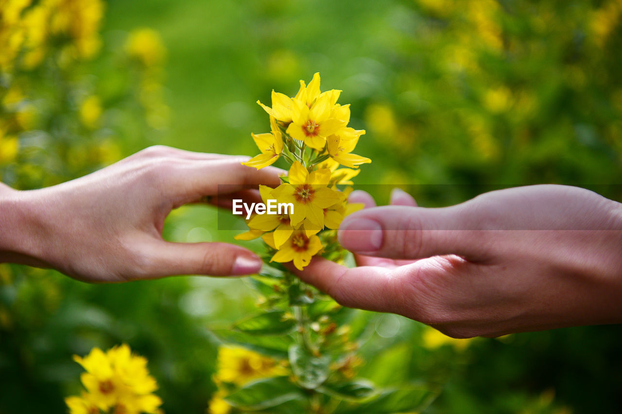 Close-up of yellow flower