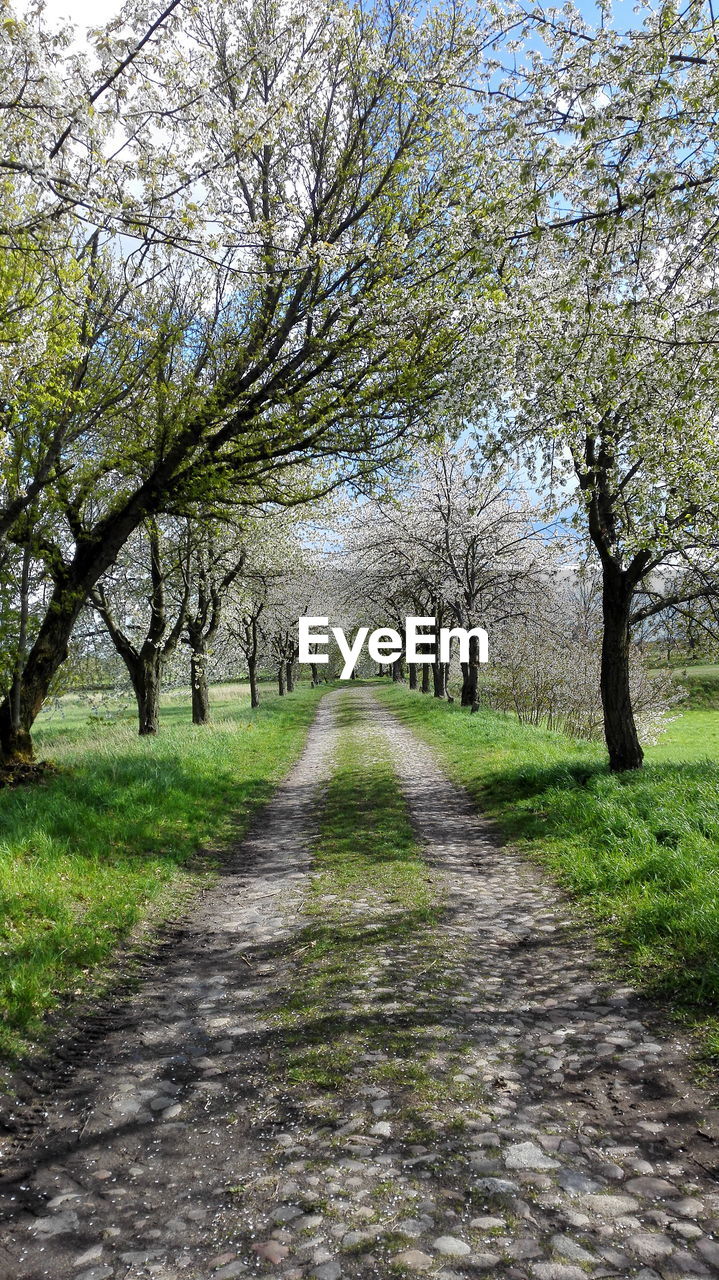 Road amidst trees on field