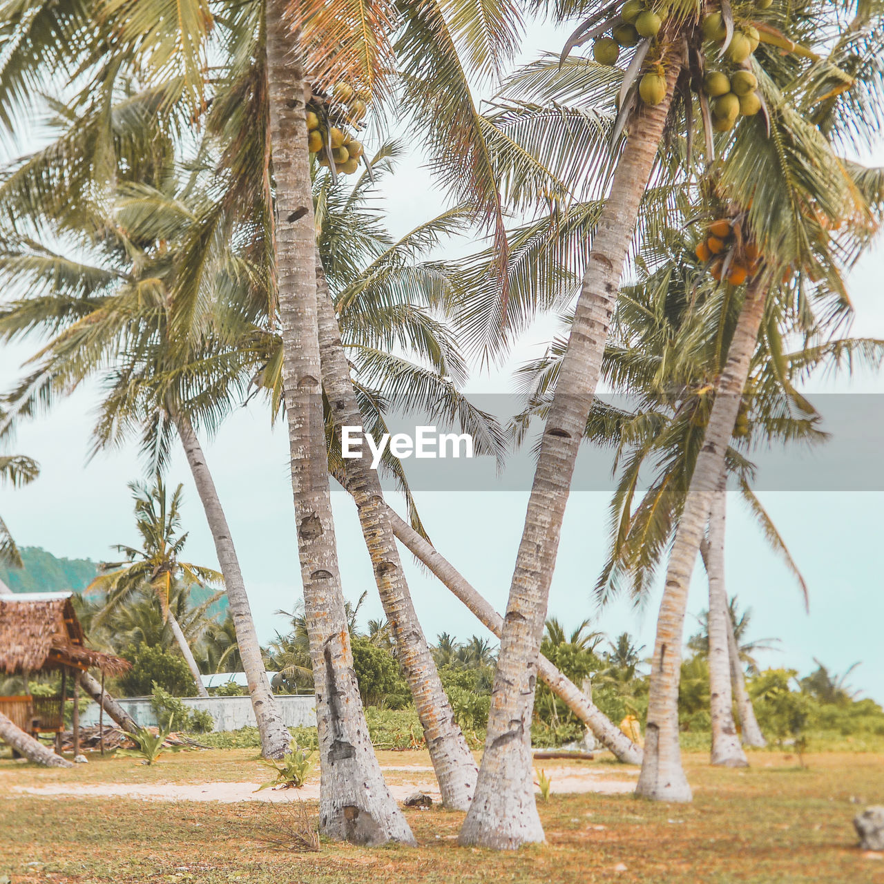 Relaxation under the coconut tree