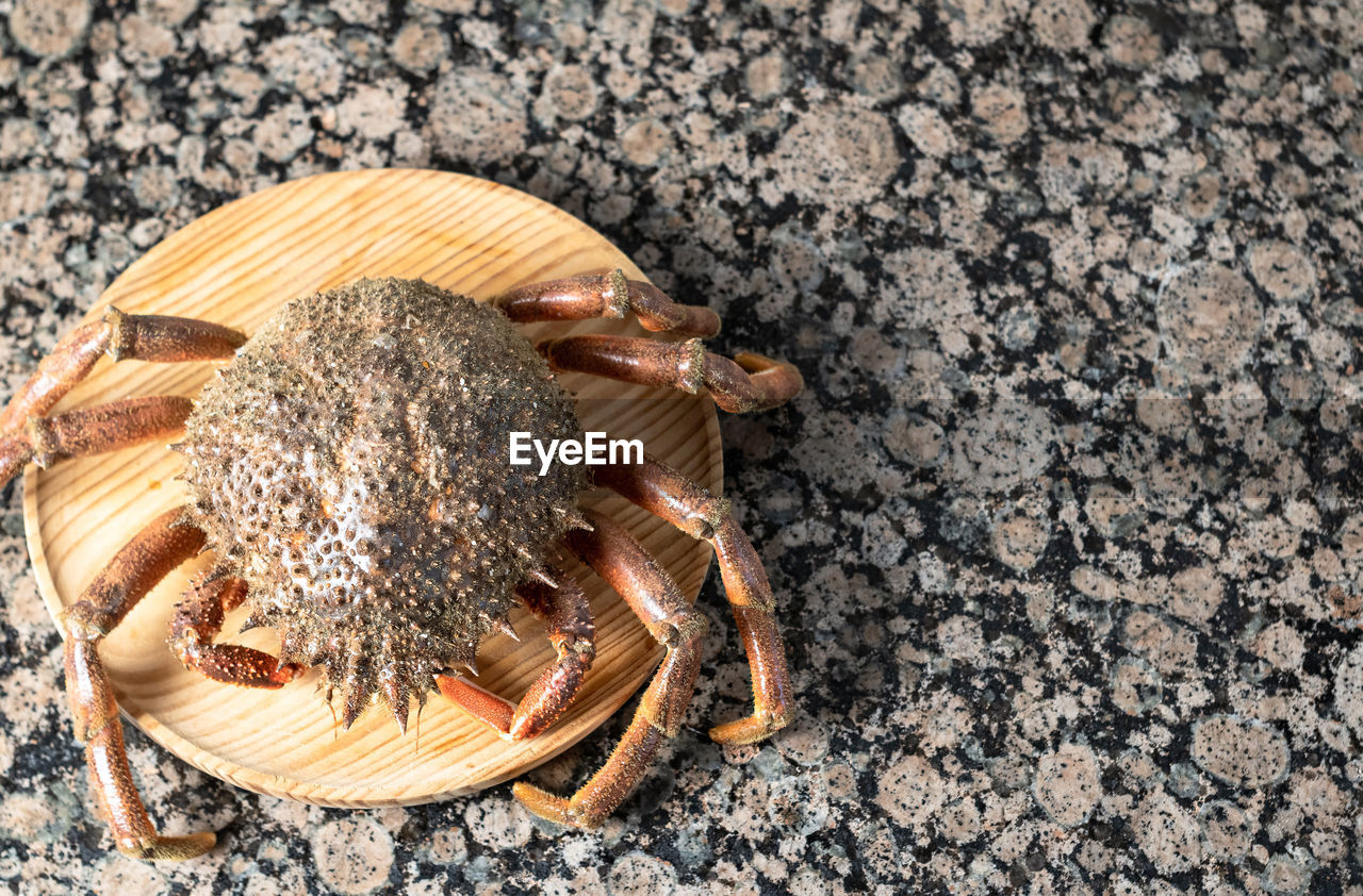 HIGH ANGLE VIEW OF A SHELL