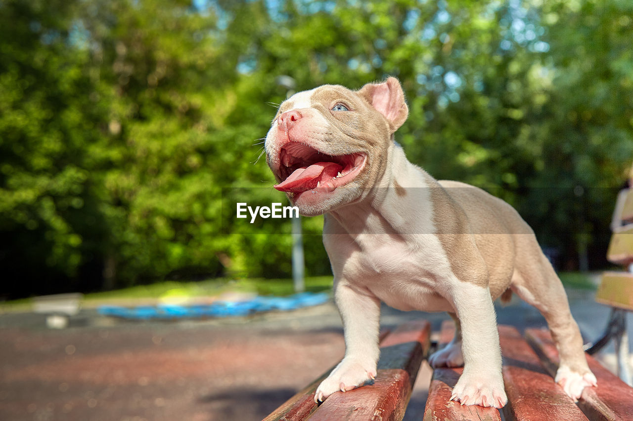 CLOSE-UP OF DOG LOOKING AWAY OUTDOORS