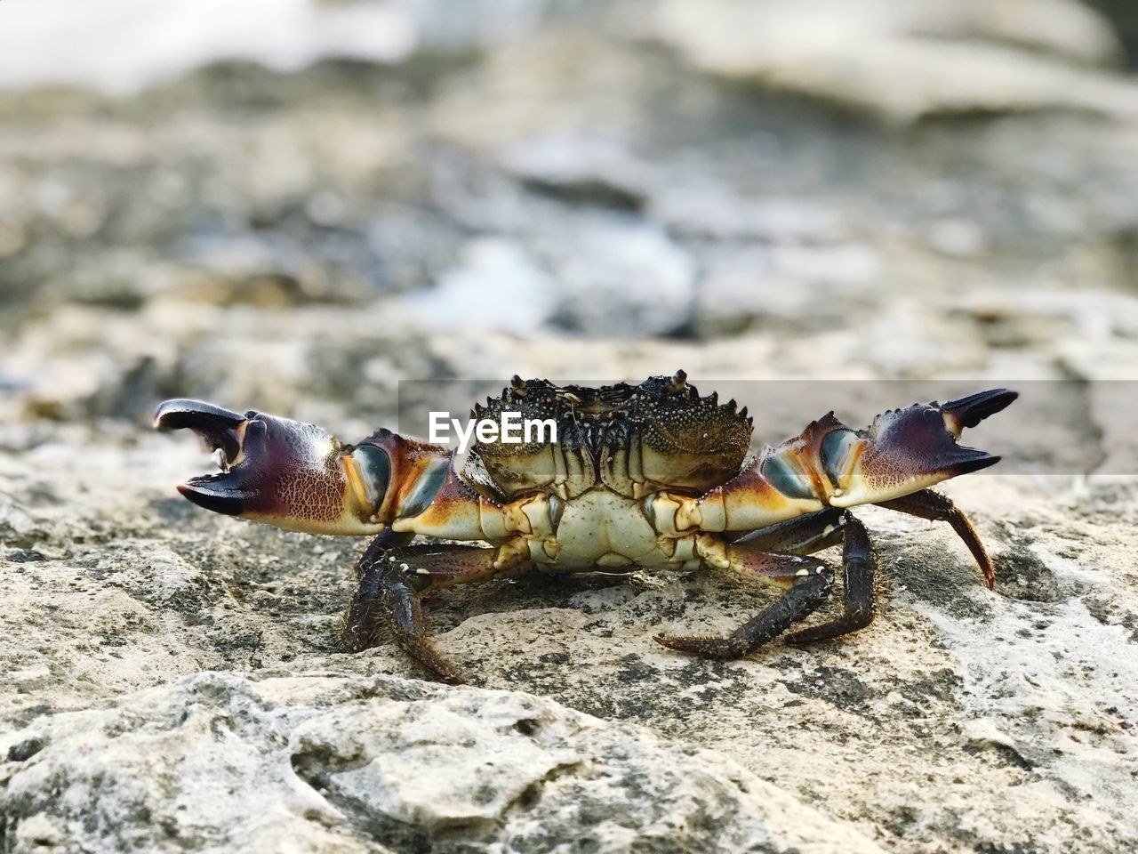 Close-up of crab on rock