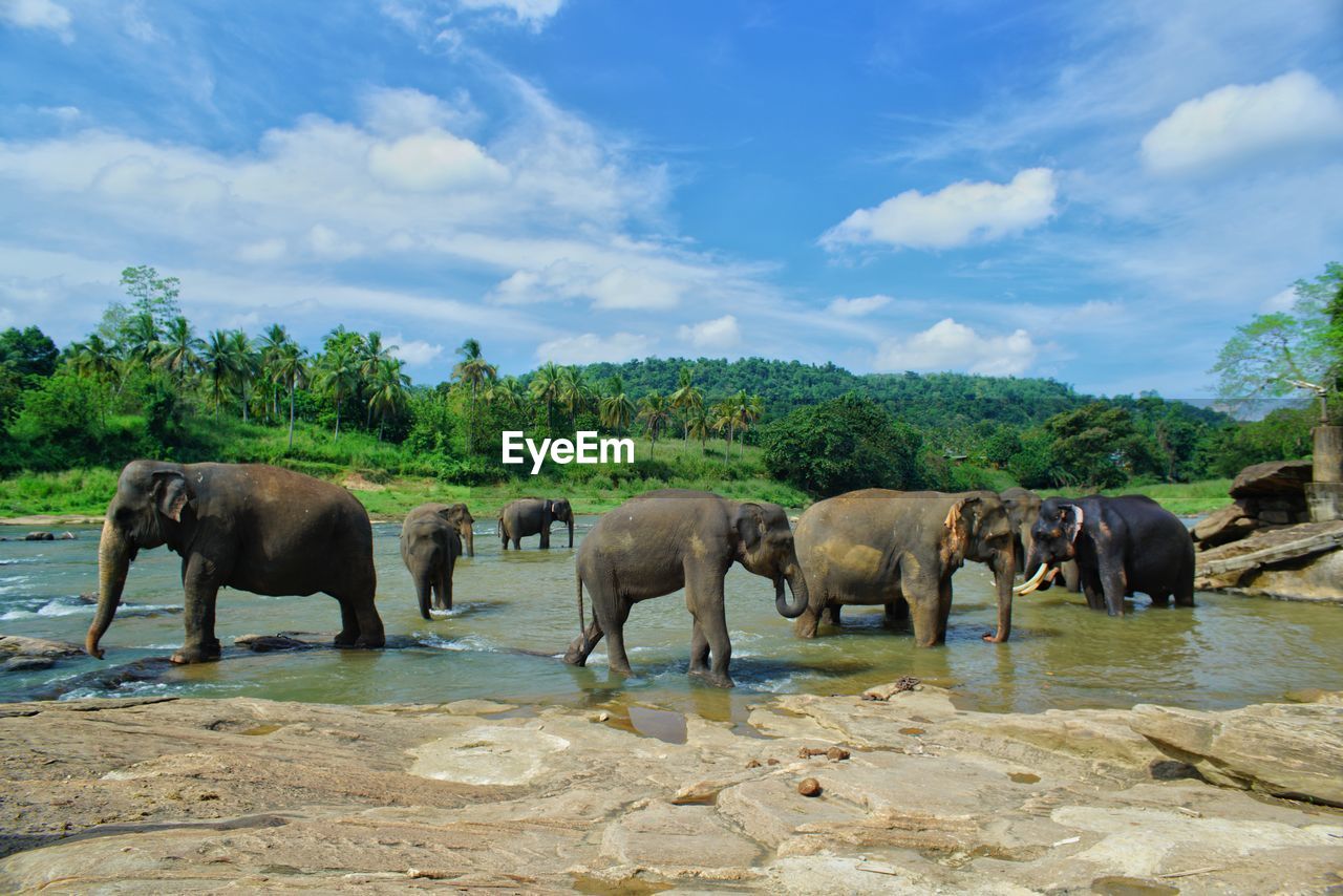 HORSES STANDING BY ELEPHANT AGAINST SKY