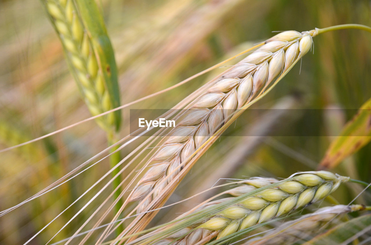 Barley plants growing in field