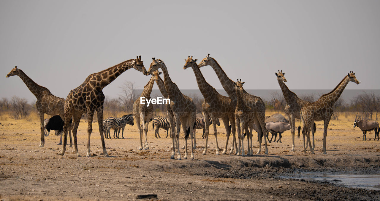 side view of camels on sand at desert against clear sky