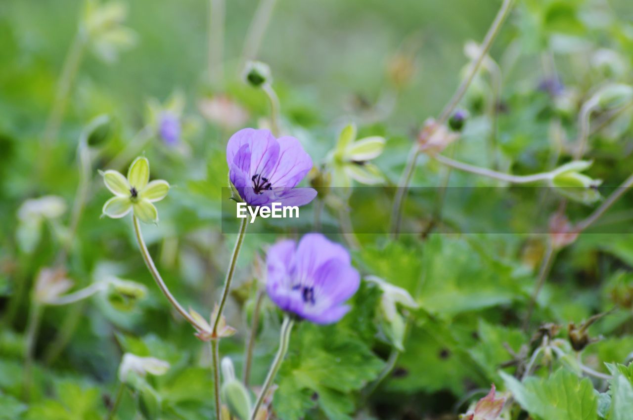 CLOSE UP OF PURPLE FLOWERING PLANT