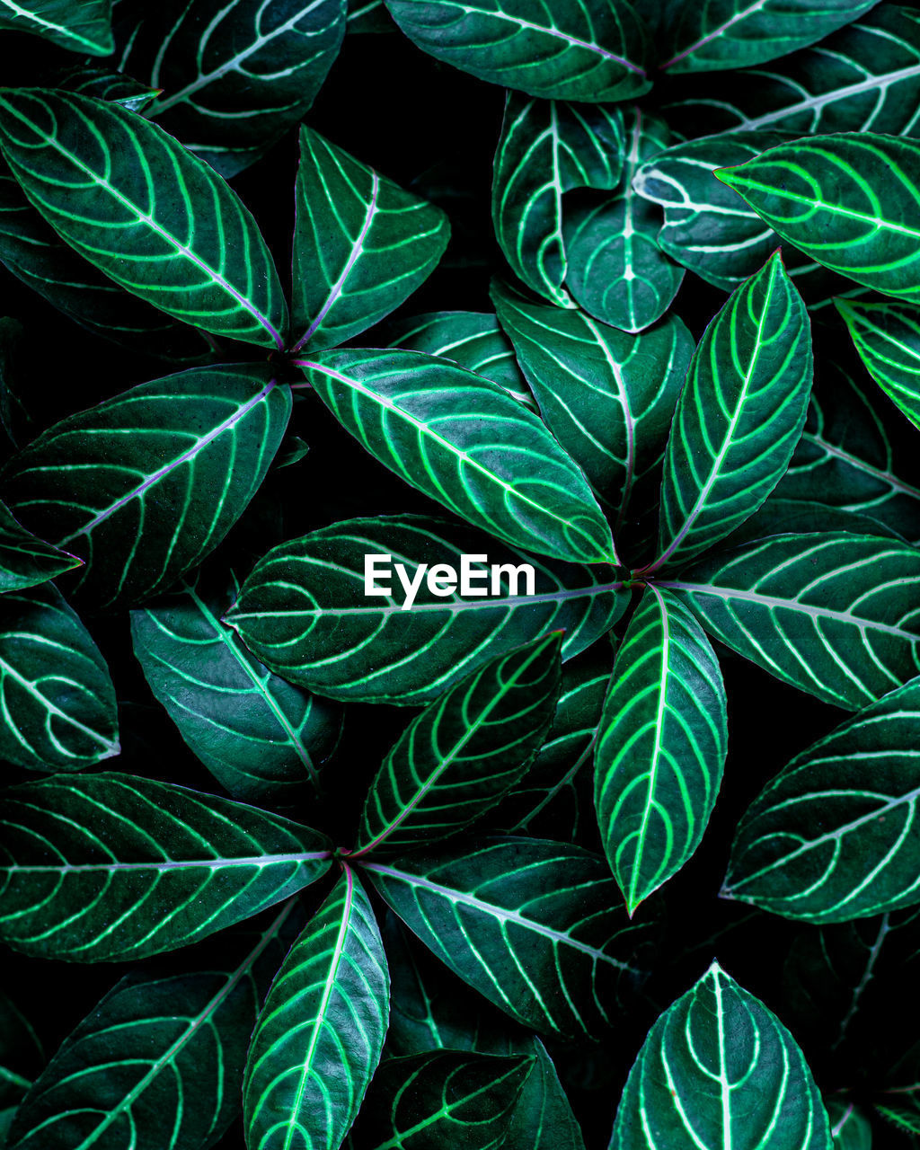 Closeup nature view of tropical leaf background, dark green wallpaper concept.