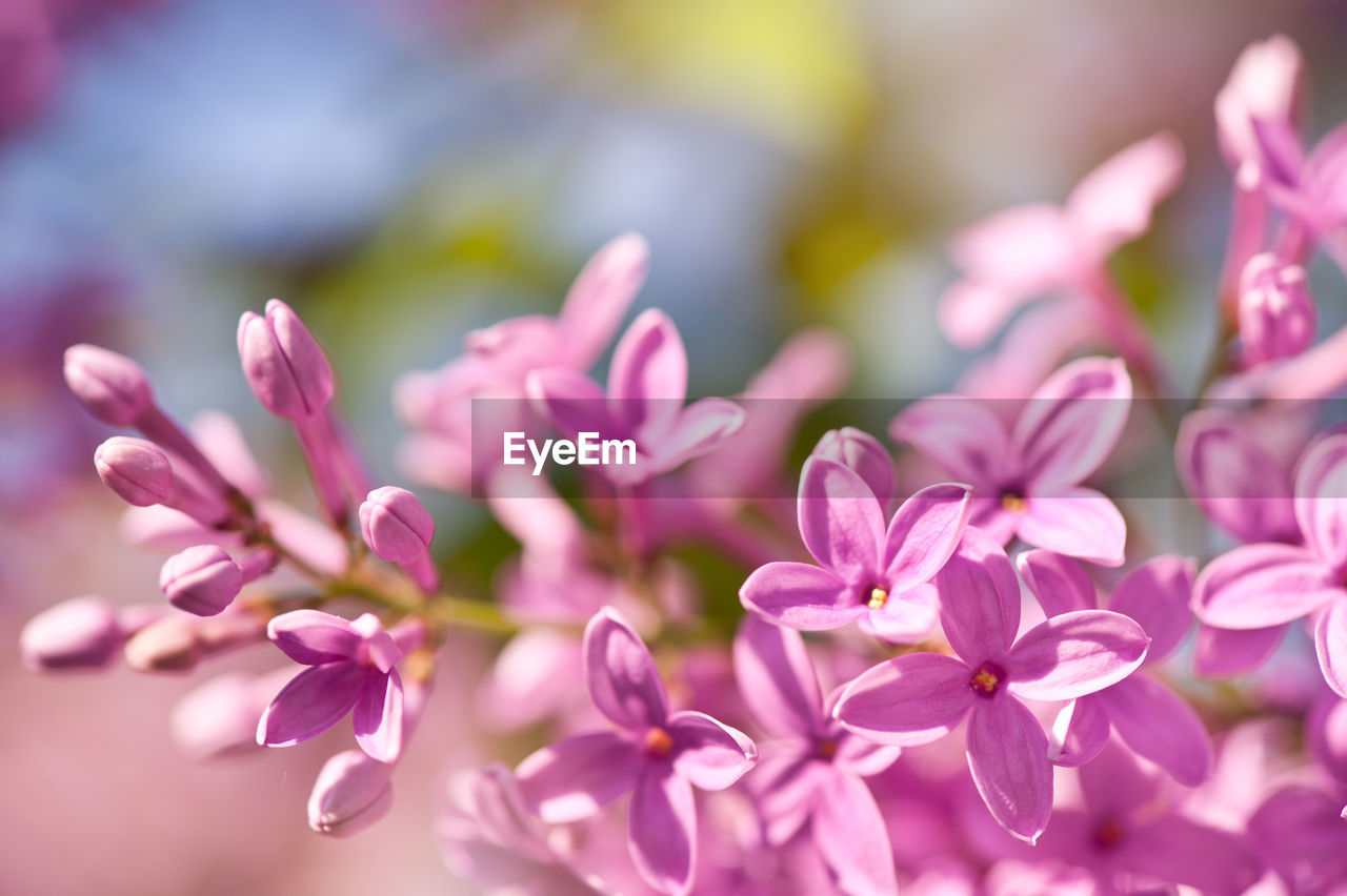 Close-up of pink flowers