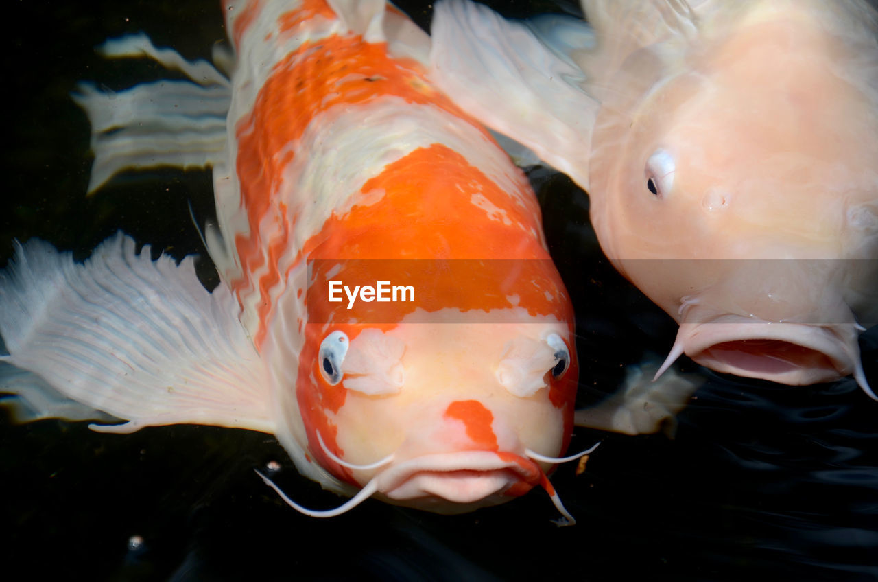 Close-up of fish swimming in water