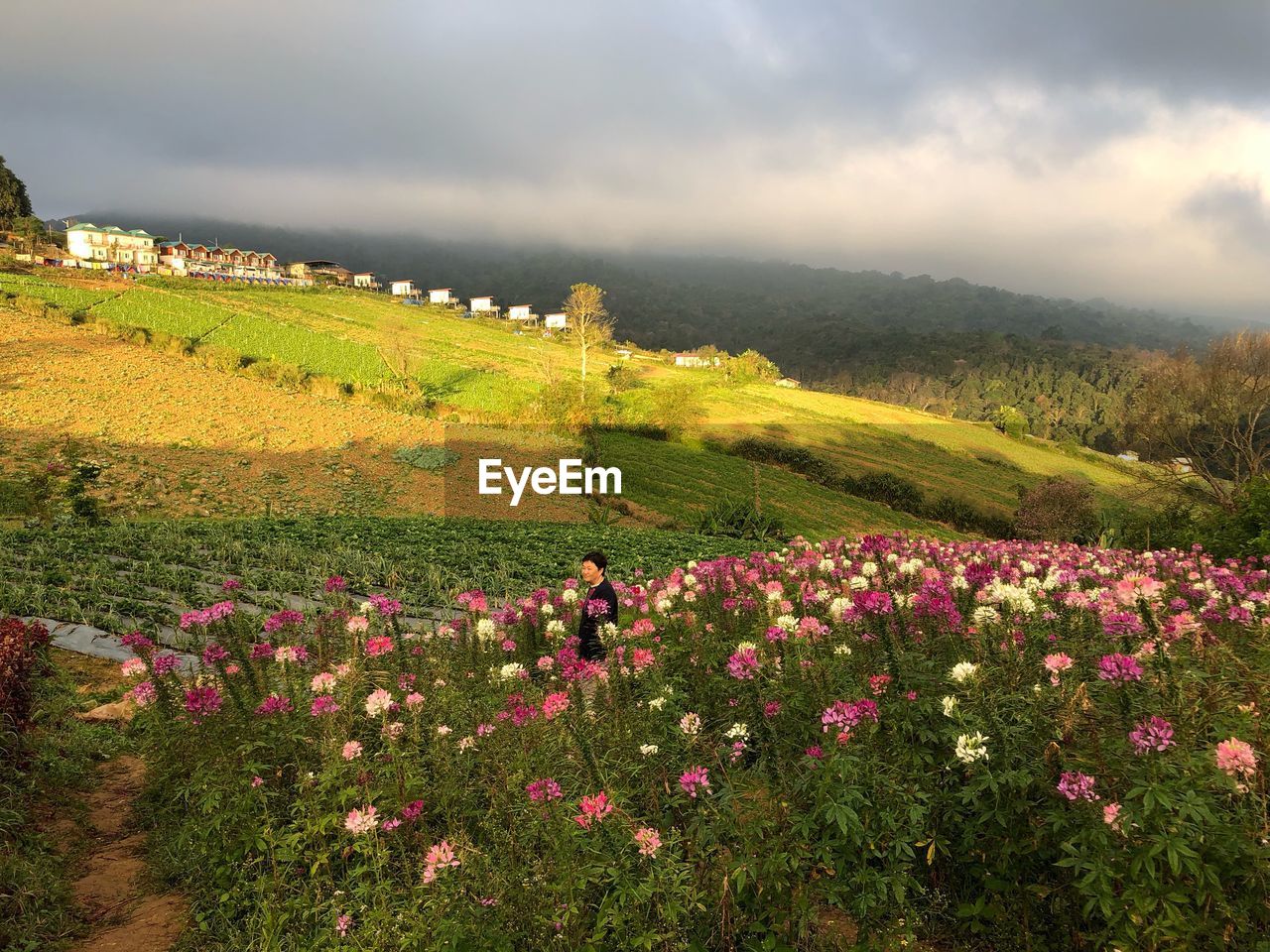 SCENIC VIEW OF FLOWERING PLANTS ON FIELD