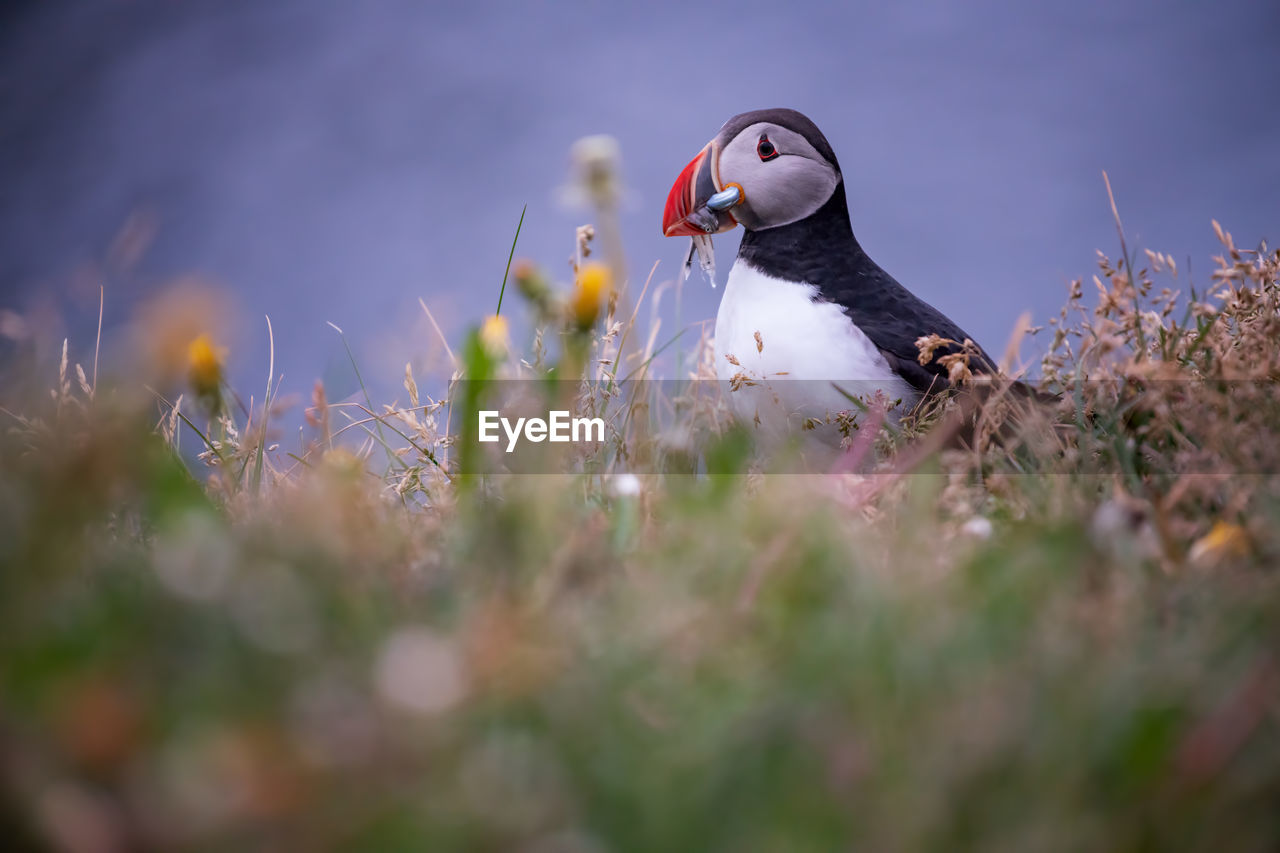 Puffin perching on field