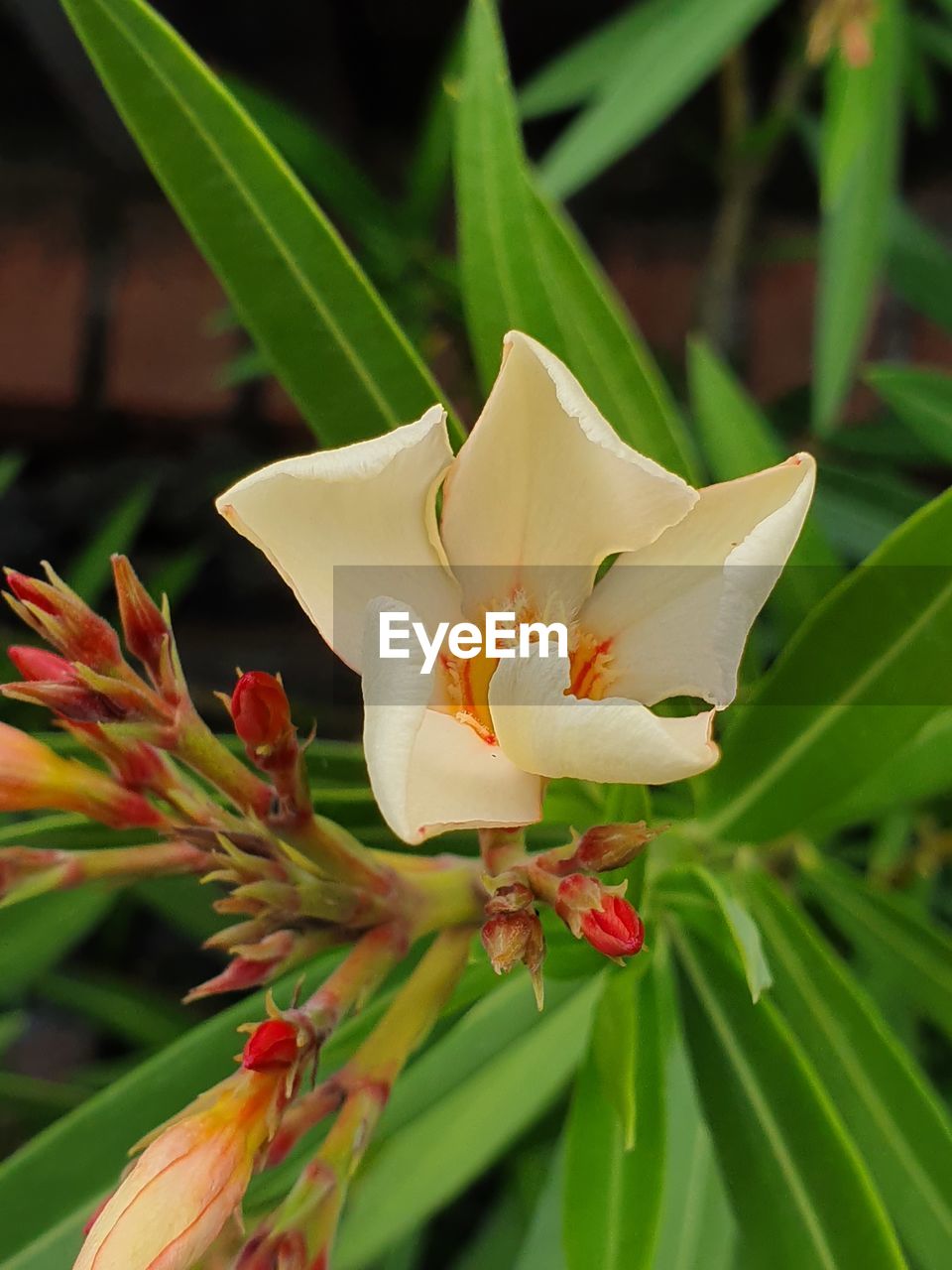 CLOSE-UP OF FRESH WHITE FLOWER