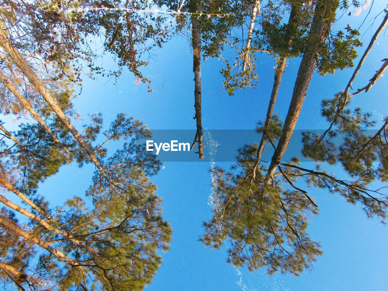 LOW ANGLE VIEW OF TREE AGAINST SKY