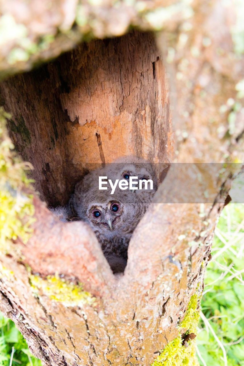 Close-up of owls in tree trunk