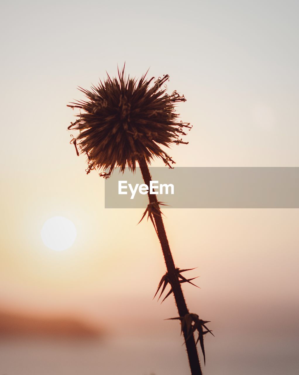 Low angle view of flowering plant against sky during sunset