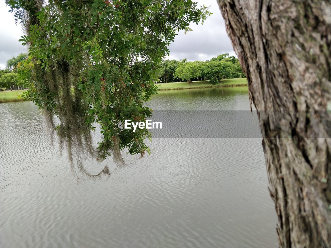 TREE BY RIVER AGAINST SKY