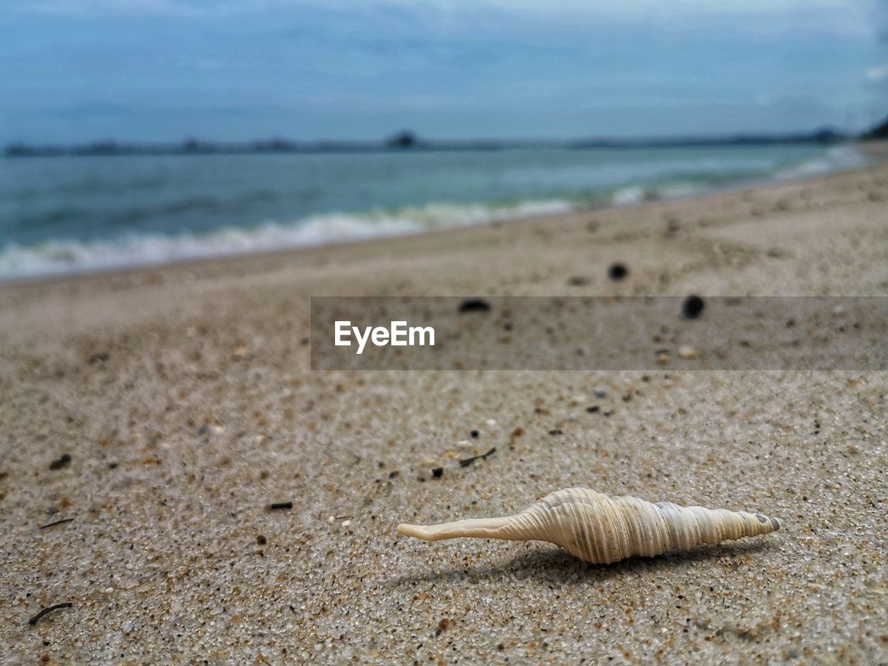 Surface level of shells on beach