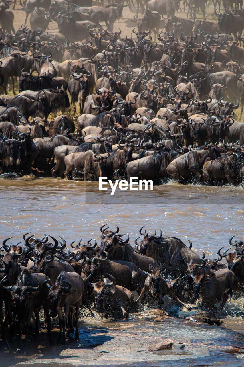 HIGH ANGLE VIEW OF SHEEP IN WATER