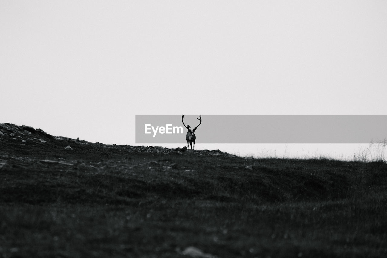 Majestic reindeer on hillside against sky