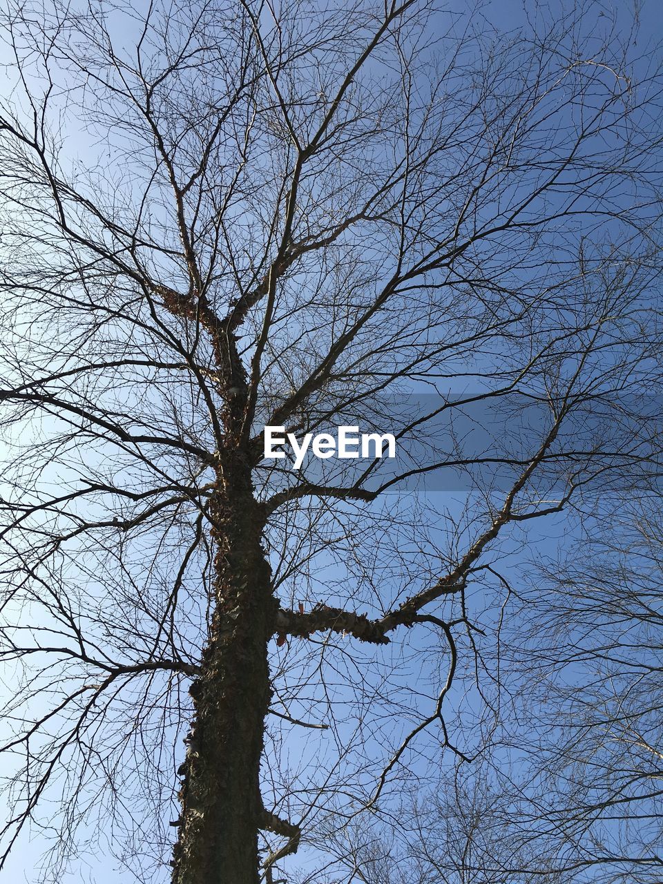 bare tree, tree, branch, nature, low angle view, no people, outdoors, tranquility, beauty in nature, day, sky, scenics, clear sky