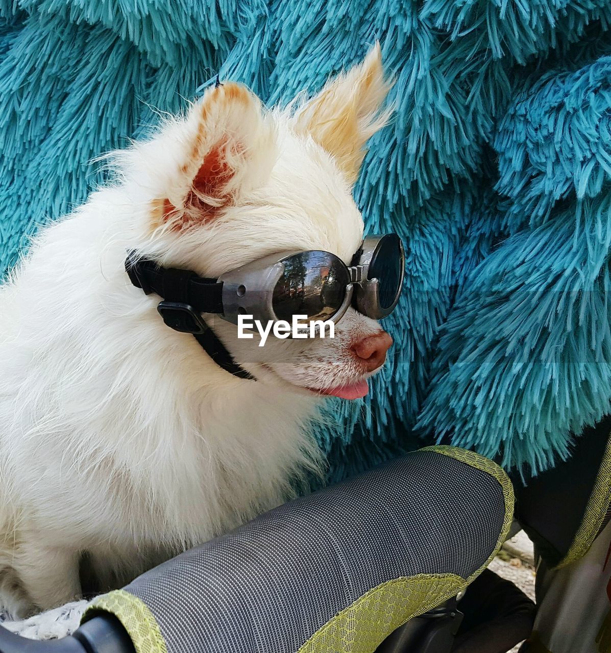 Close-up of dog on sunglasses