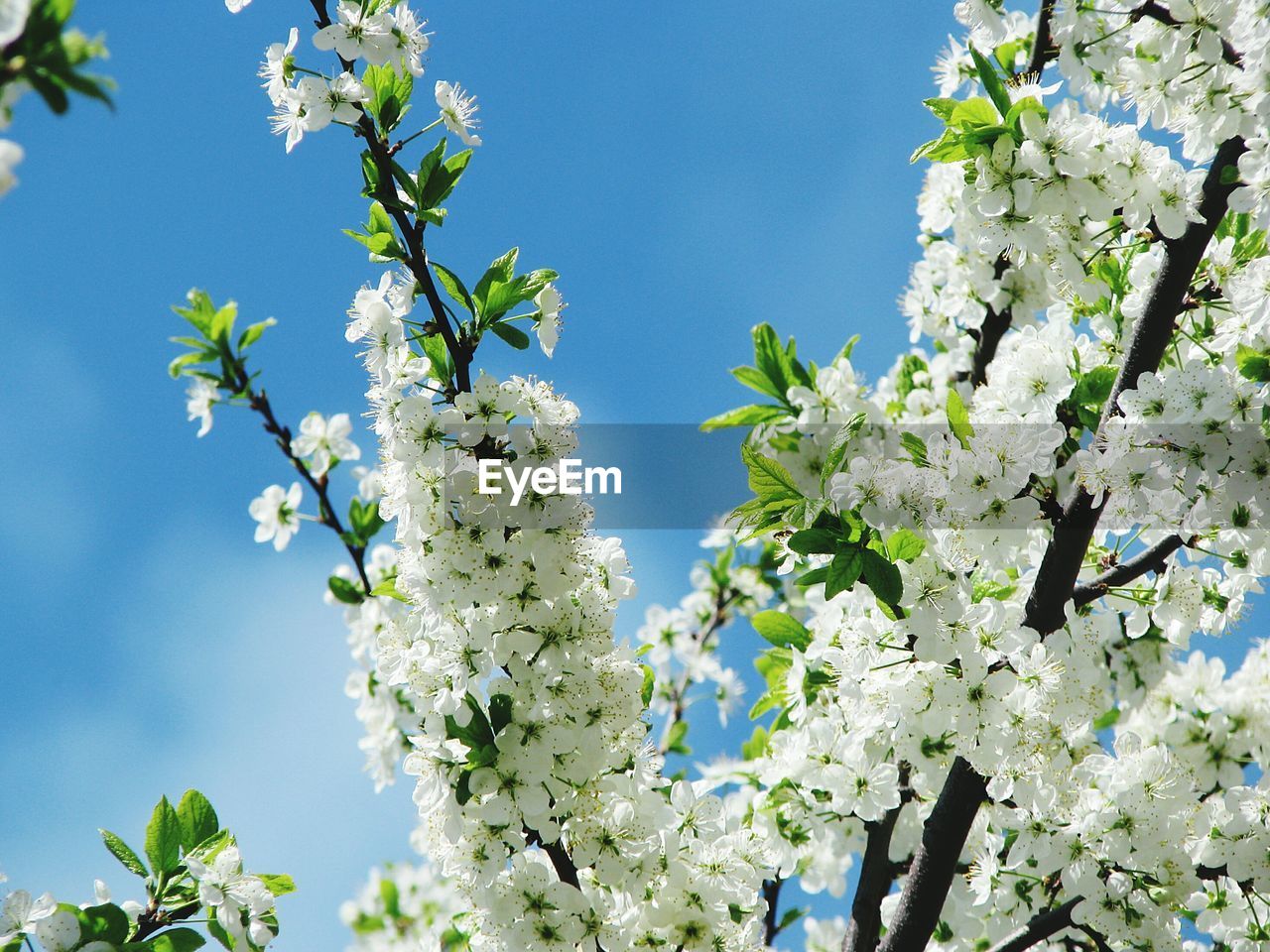 LOW ANGLE VIEW OF WHITE APPLE BLOSSOMS IN SPRING