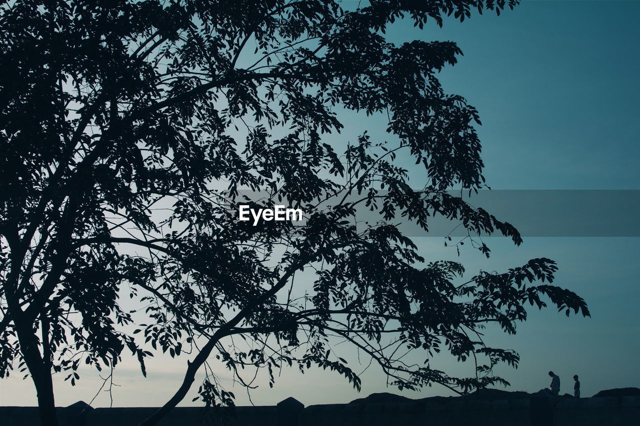 SILHOUETTE TREE AGAINST SKY