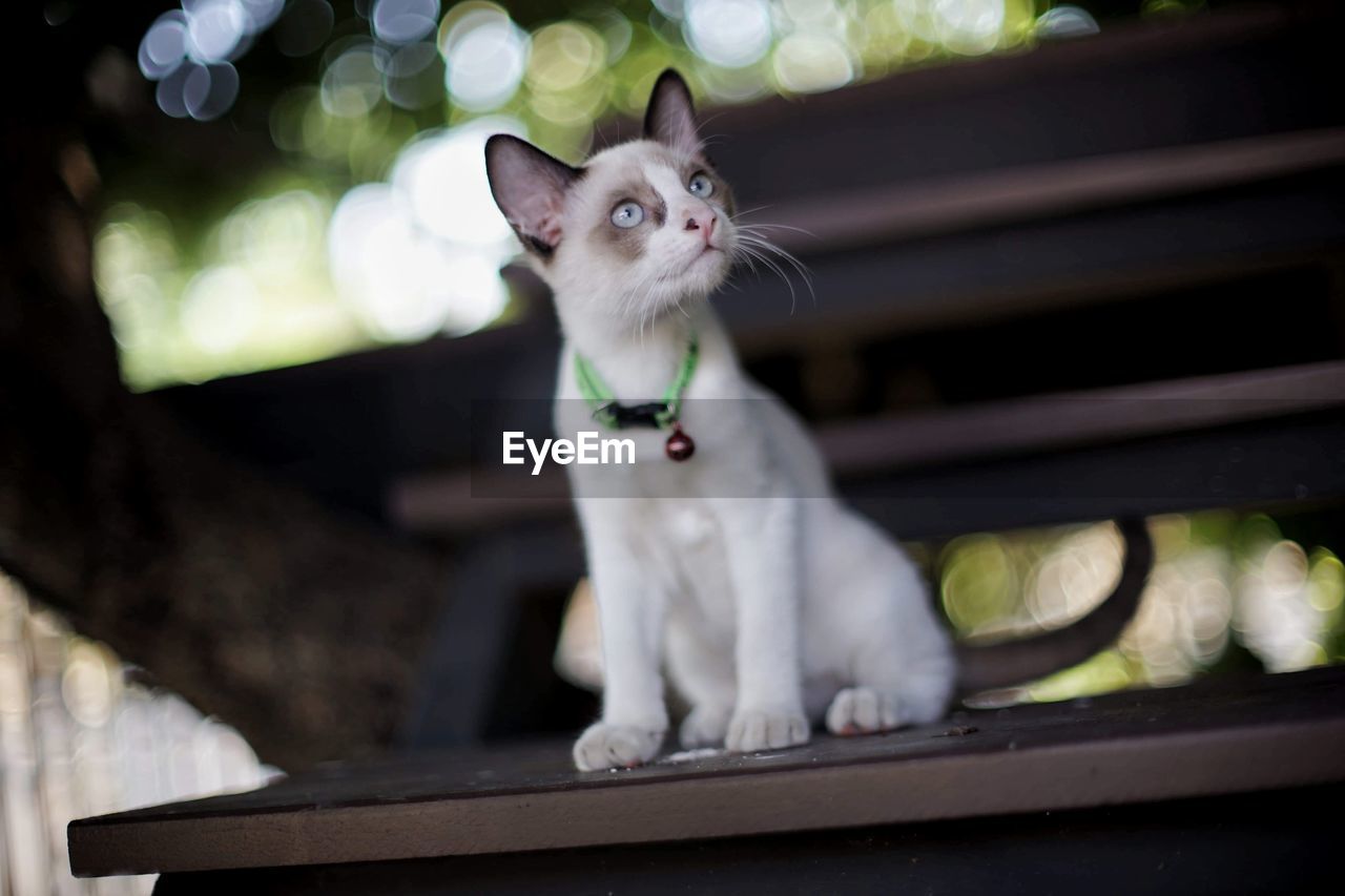 CLOSE-UP OF CAT LOOKING AWAY