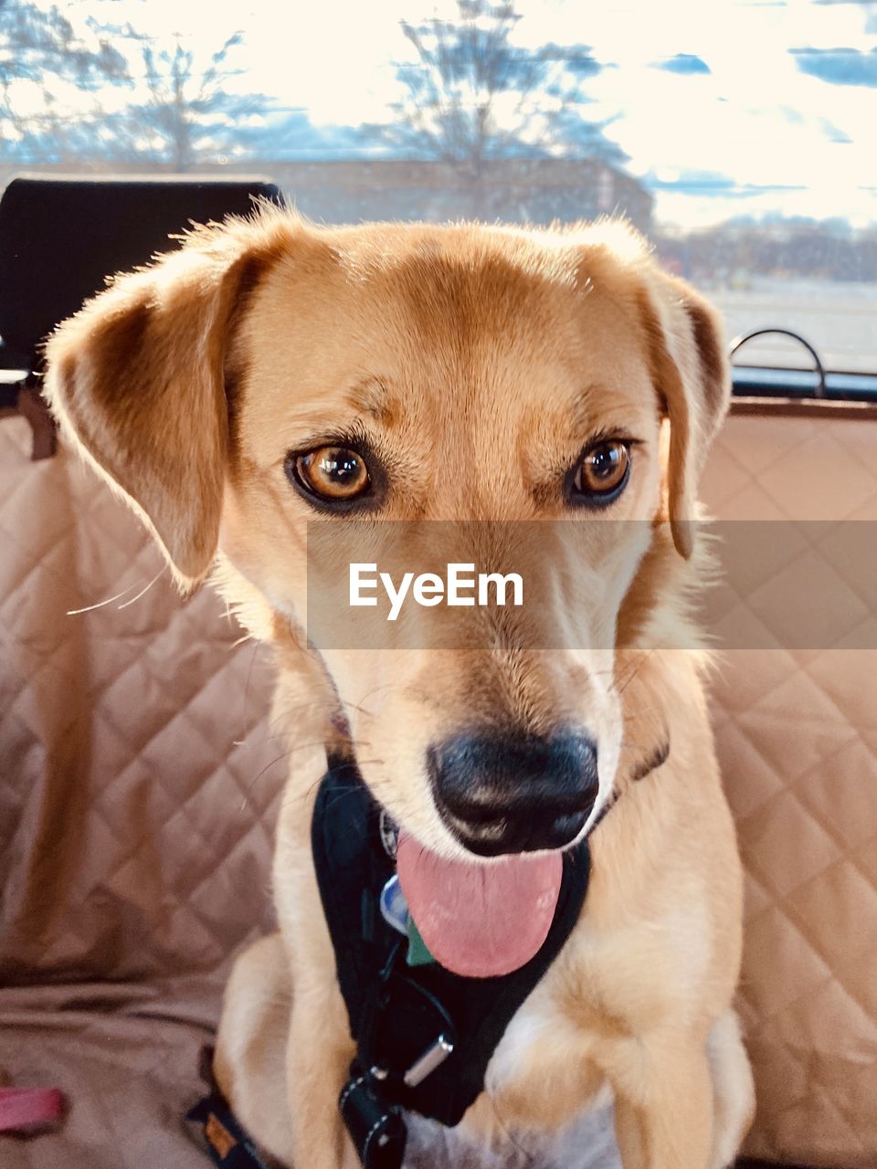 CLOSE-UP PORTRAIT OF DOG WITH MOUTH