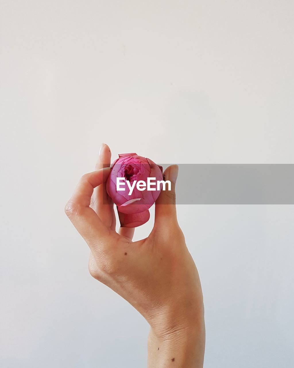 Close-up of hand holding pink rose against white background