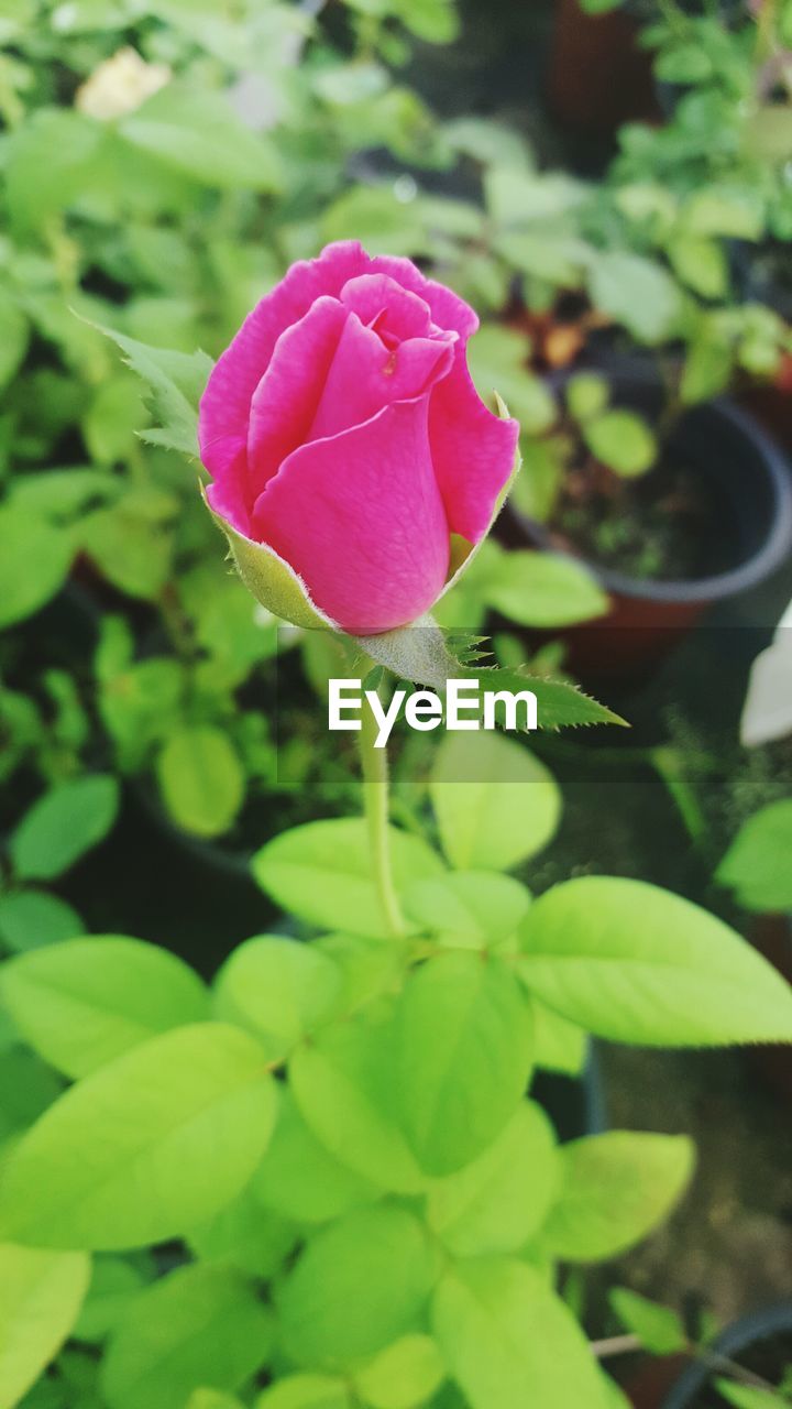 Close-up of pink flower blooming outdoors