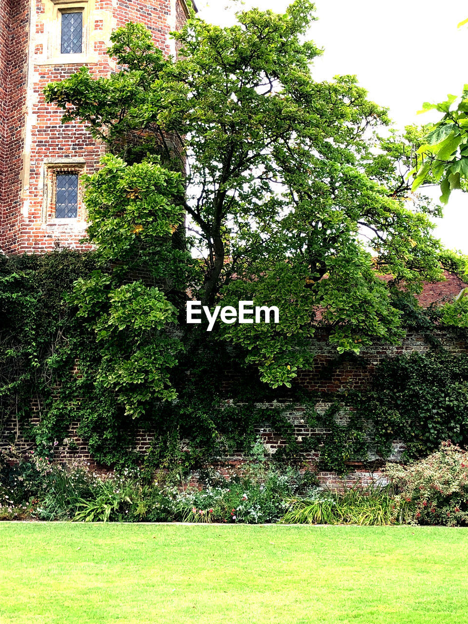 TREES AND PLANTS GROWING OUTSIDE BUILDING