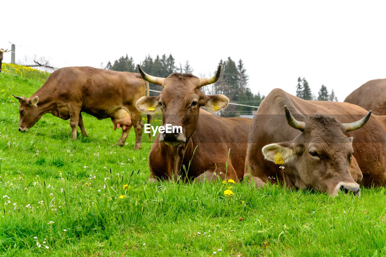 COWS ON THE FIELD