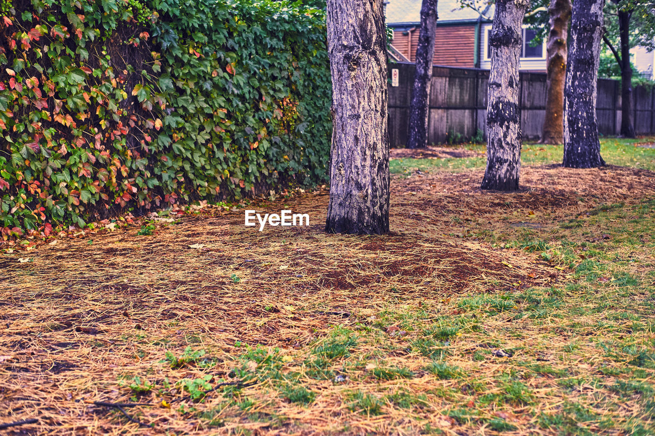 TREES IN AUTUMN DURING RAINY SEASON