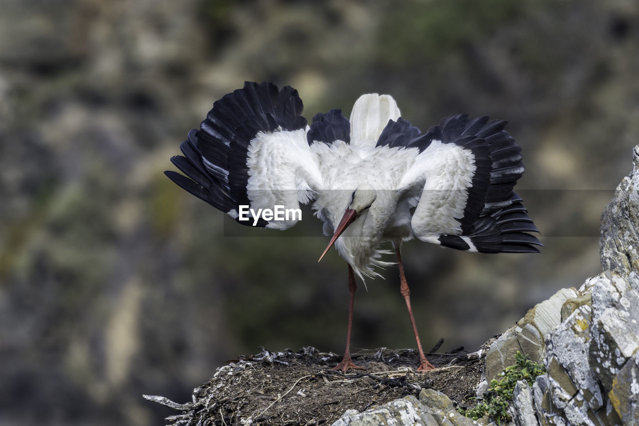 Stork on nest